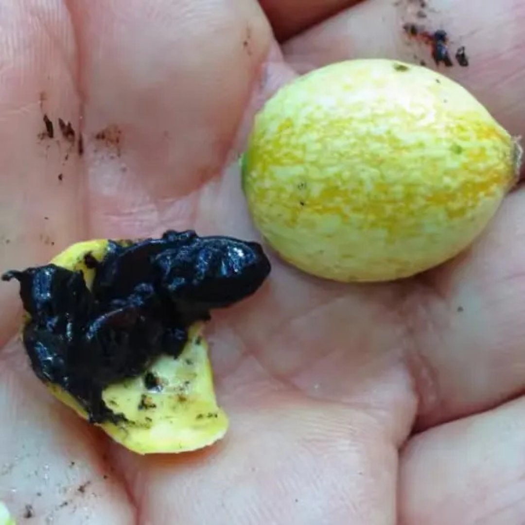 Blackberry Jam Fruit Live Plant