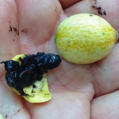Blackberry Jam Fruit Live Plant