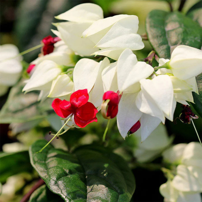 Bleeding-Heart Vine White (Clerodendrum Thomsoniae) Flowering Live Plant