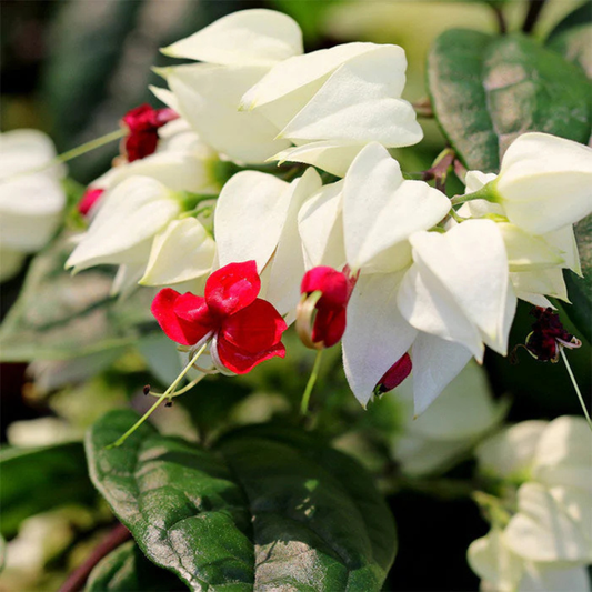 Bleeding-Heart Vine White (Clerodendrum Thomsoniae) Flowering Live Plant