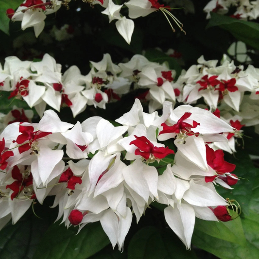 Bleeding-Heart Vine White (Clerodendrum Thomsoniae) Flowering Live Plant