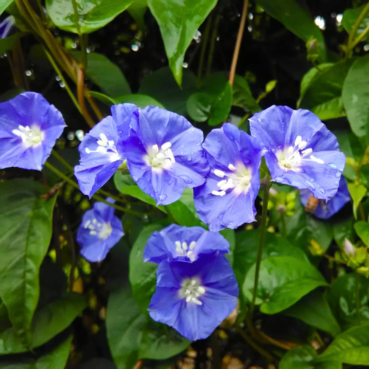 Blue Cluster Vine (Jacquemontia pentanthos) Flowering Live Plant