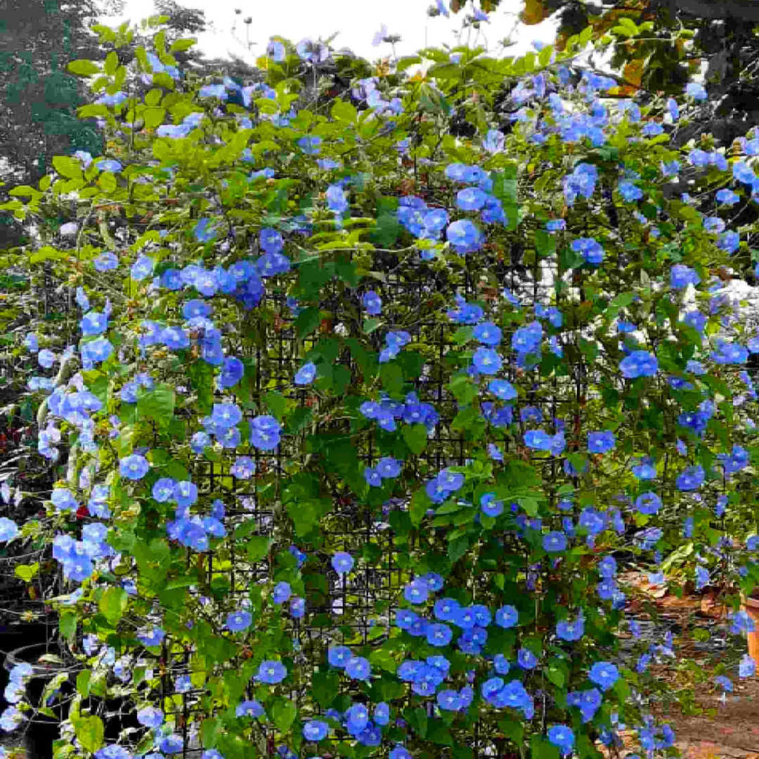 Blue Cluster Vine (Jacquemontia pentanthos) Flowering Live Plant