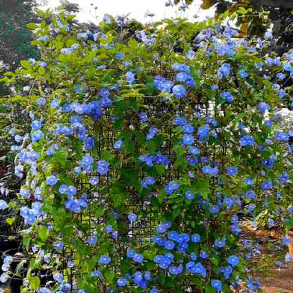 Blue Cluster Vine (Jacquemontia pentanthos) Flowering Live Plant