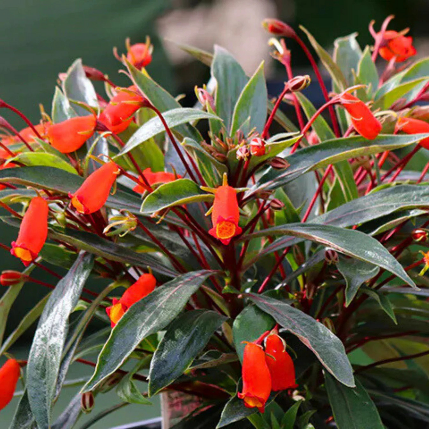 Bolivian Sunset (Seemannia sylvatica) Rare Flowering Live Plant