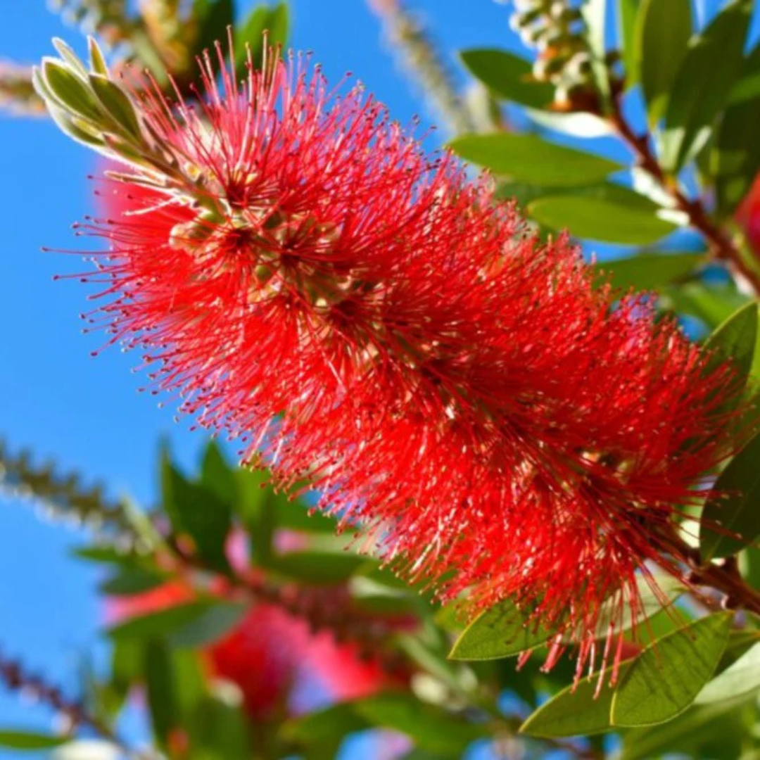Bottle Brush Red (Callistemon) All Time Flowering Live Plant – Vibrant ...