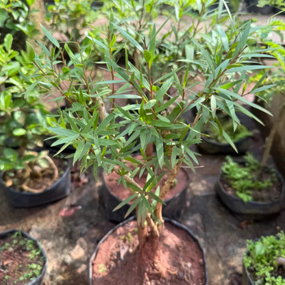 Bottlebrush Bonsai Live Plant