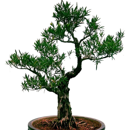 Bottlebrush Bonsai Live Plant