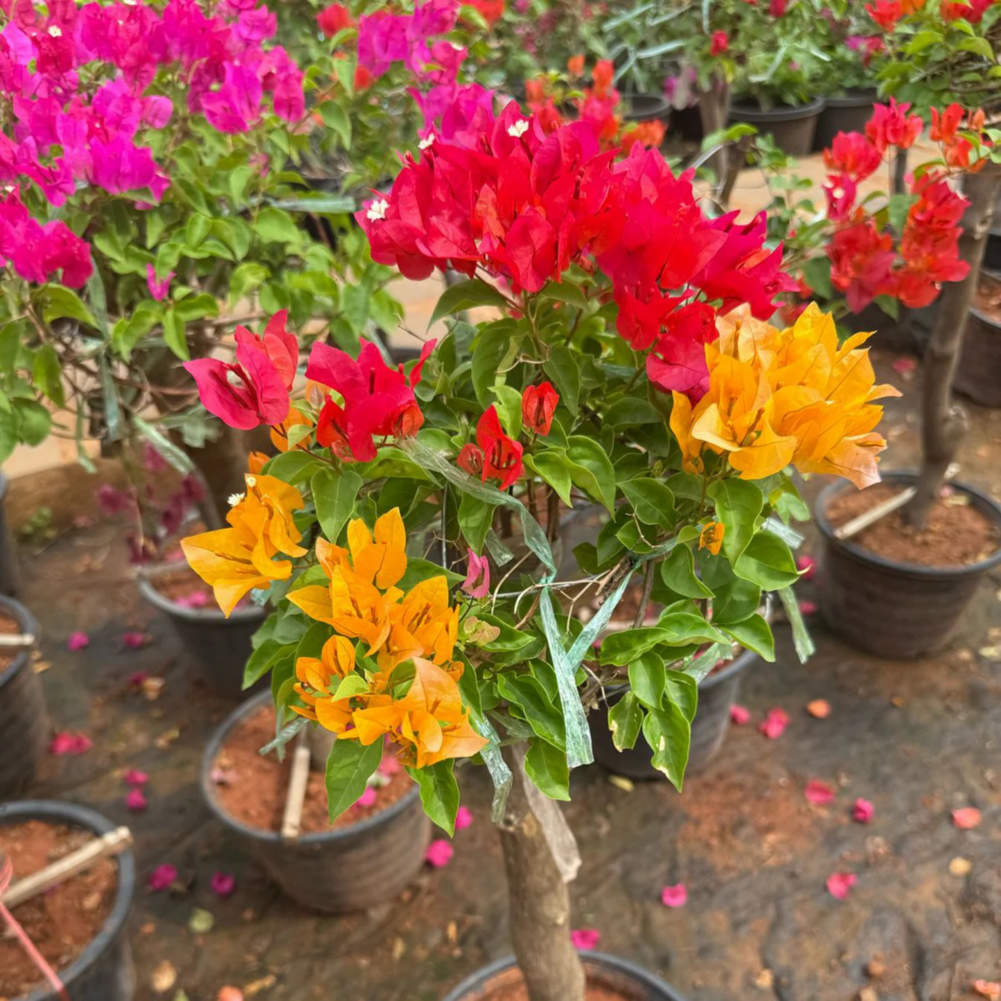 Bougainvillea Multi Graft (Paper Flower) Rare Flowering Live Plant