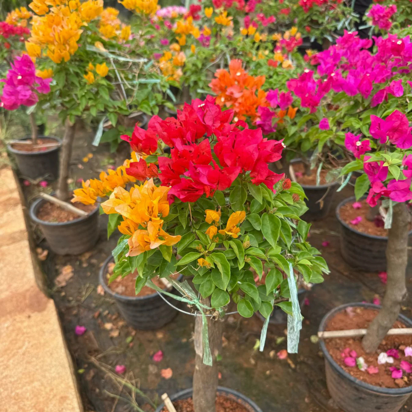 Bougainvillea Multi Graft (Paper Flower) Rare Flowering Live Plant