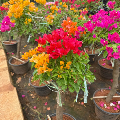 Bougainvillea Multi Graft (Paper Flower) Rare Flowering Live Plant