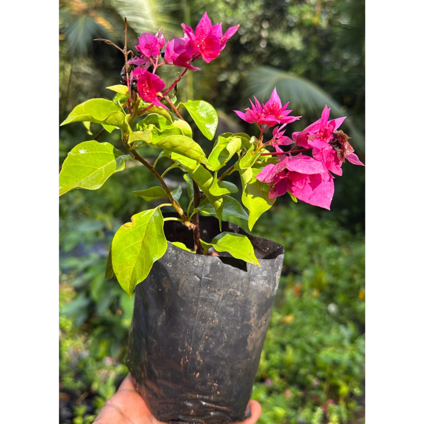 Bougainvillea Pink Multi Petal (Paper Flower) Flowering Live Plant