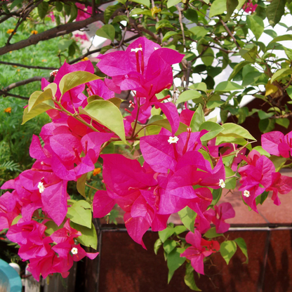 Bougainvillea Pink (Paper Flower) Flowering Live Plant