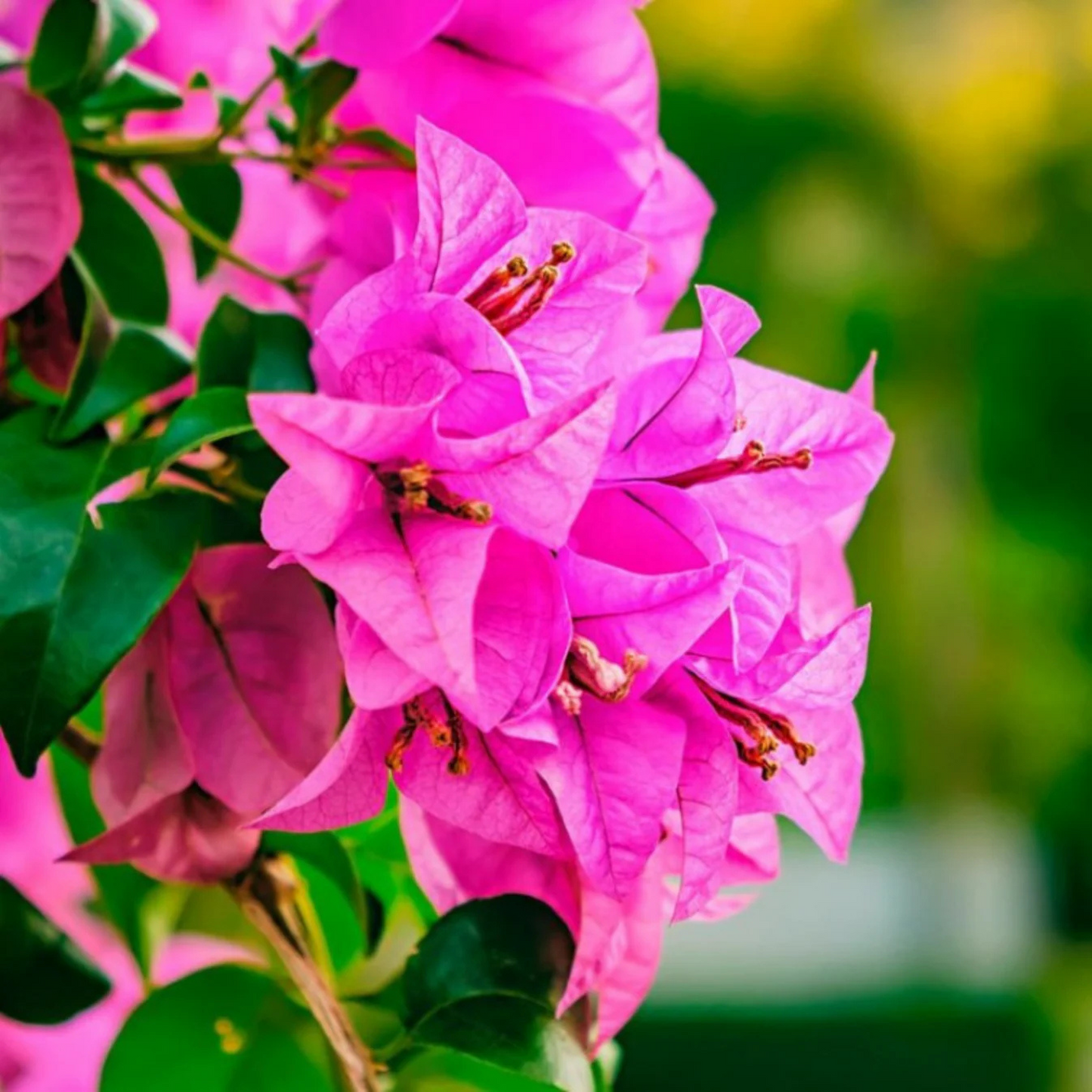 Bougainvillea Pink (Paper Flower) Flowering Live Plant
