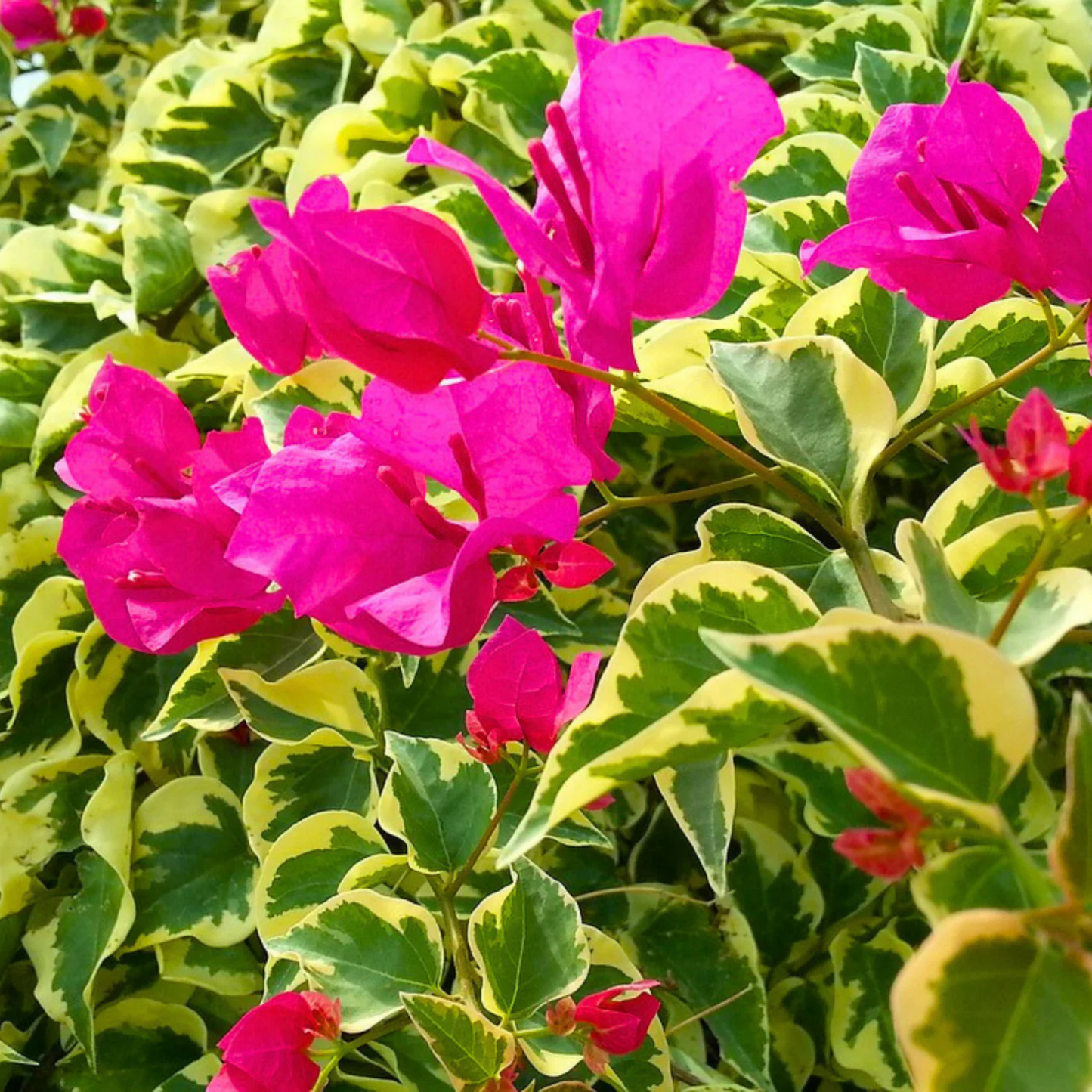 Bougainvillea Pink (Paper Flower) Variegated Leaves Flowering Live Plant