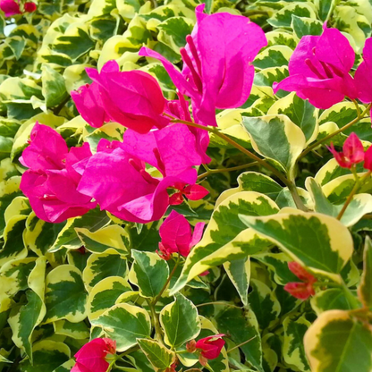 Bougainvillea Pink (Paper Flower) Variegated Leaves Flowering Live Plant