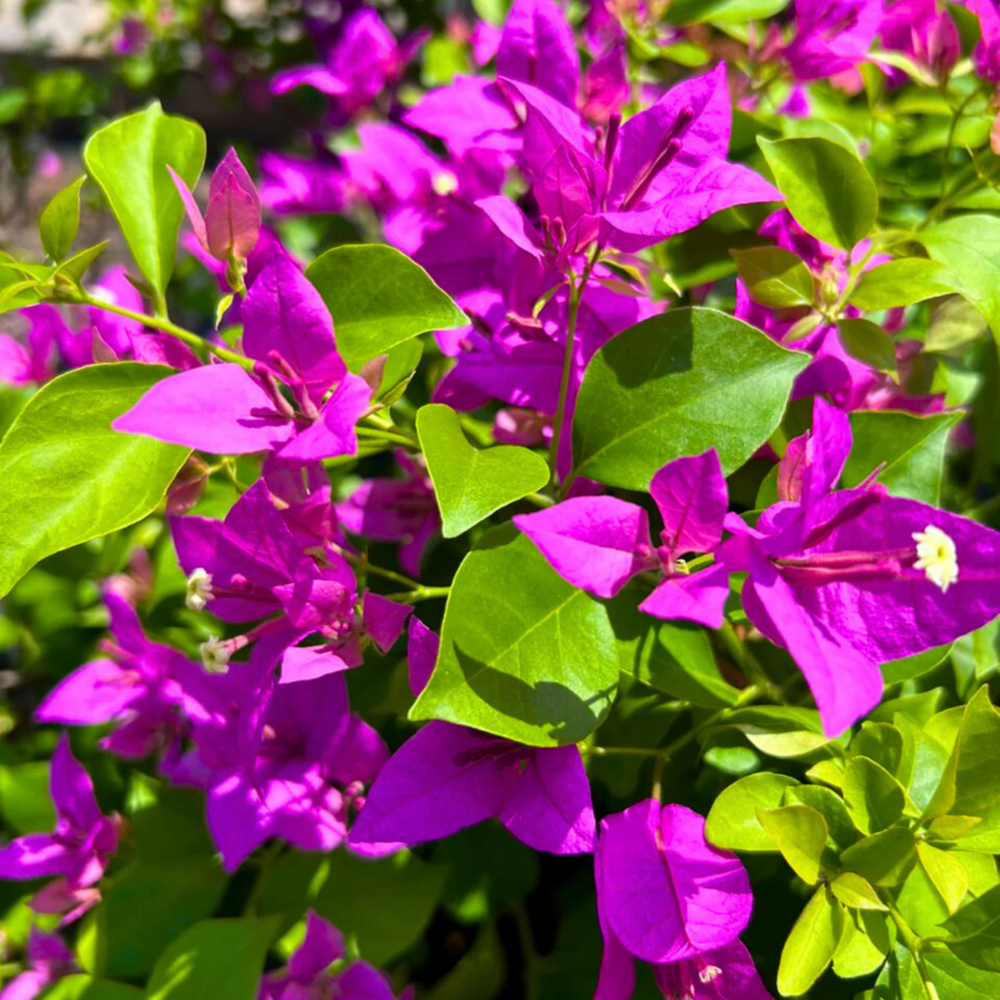 Bougainvillea Purple (Paper Flower) Flowering Live Plant