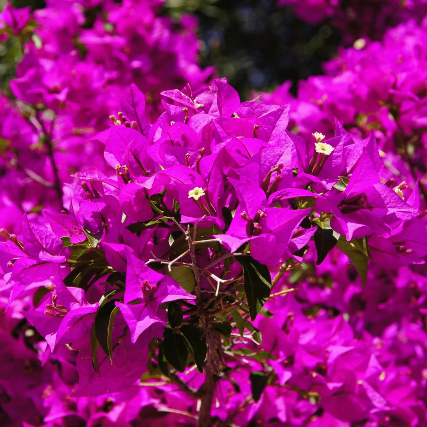 Bougainvillea Purple (Paper Flower) Flowering Live Plant
