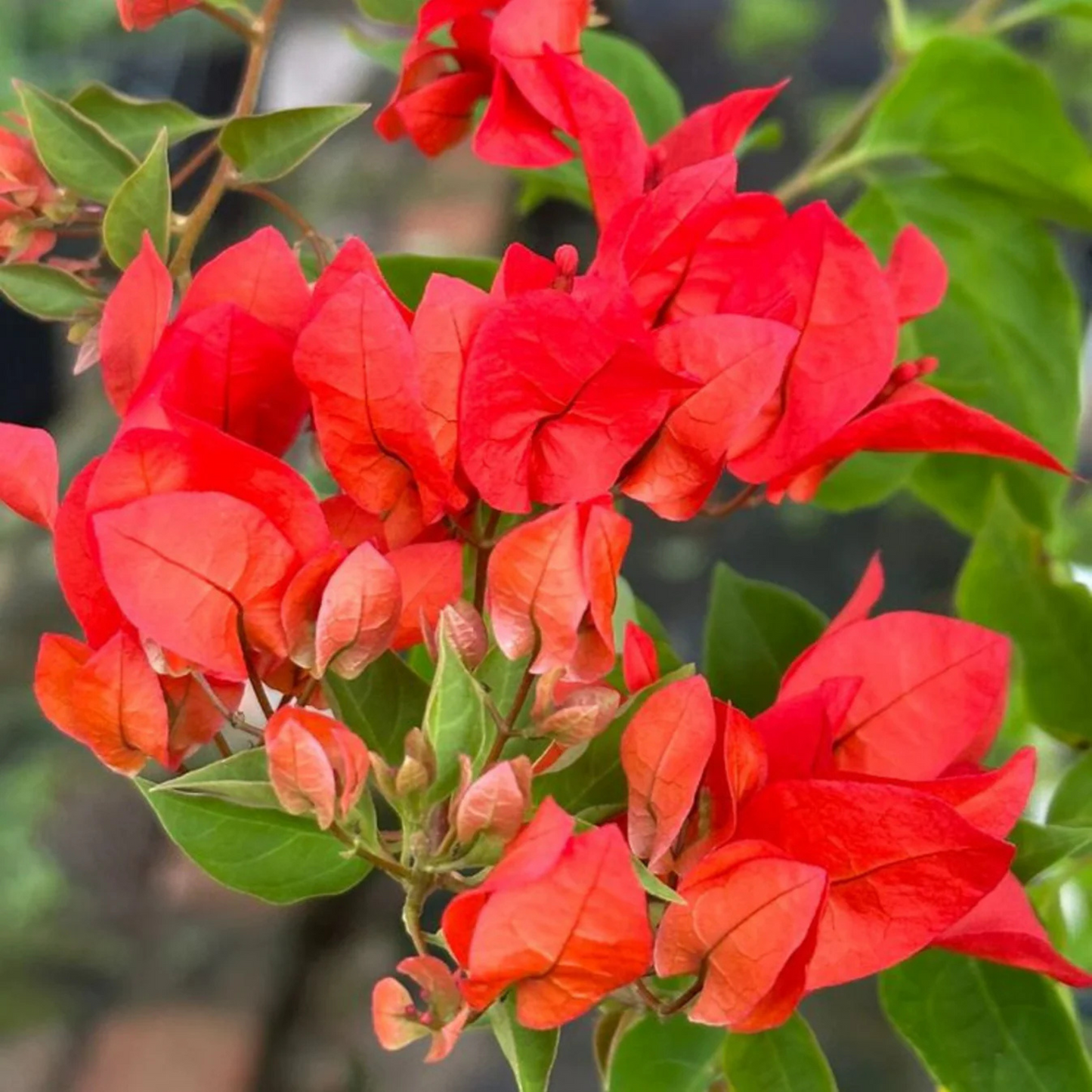 Bougainvillea Red (Paper Flower) Flowering Live Plant