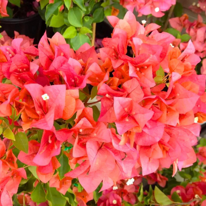 Bougainvillea Salmon Pink Multi Petal (Paper Flower) Flowering Live Plant