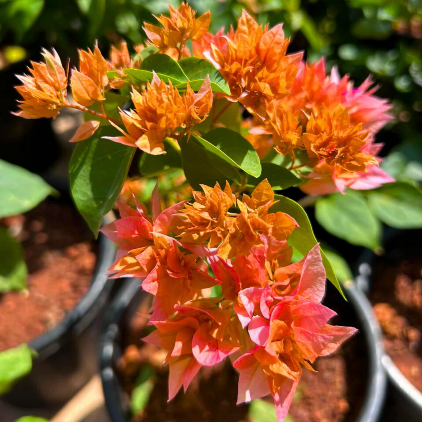 Bougainvillea Salmon Pink Multi Petal (Paper Flower) Flowering Live Plant