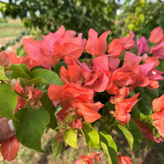 Bougainvillea Salmon Pink (Paper Flower) Flowering Live Plant