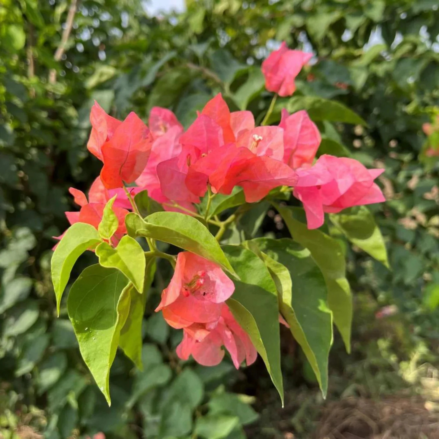 Bougainvillea Salmon Pink (Paper Flower) Flowering Live Plant