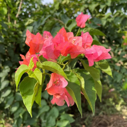 Bougainvillea Salmon Pink (Paper Flower) Flowering Live Plant
