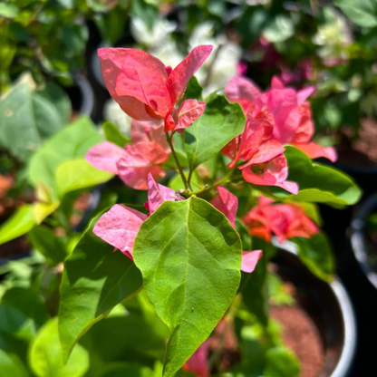 Bougainvillea Salmon Pink (Paper Flower) Flowering Live Plant