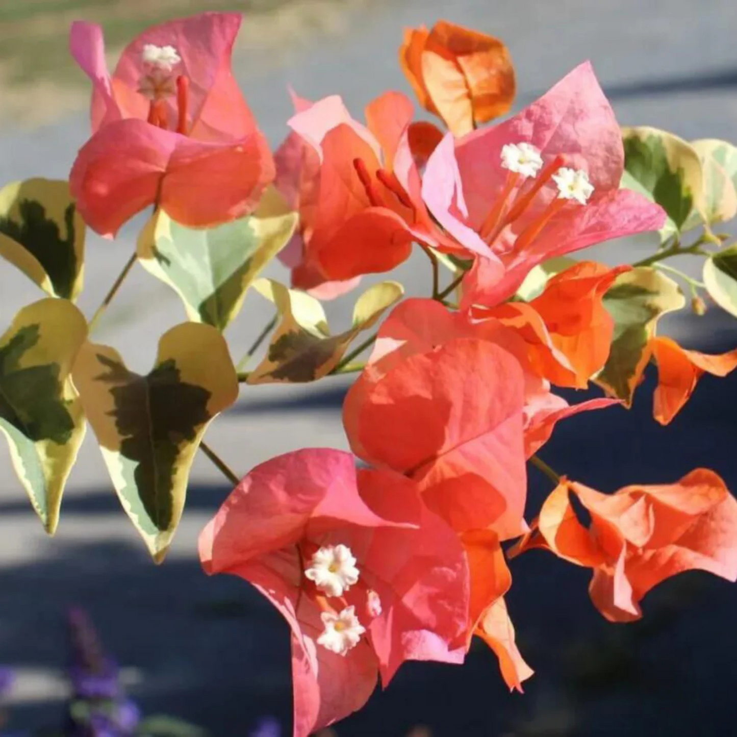 Bougainvillea Variegated with Orange Flowers Rare Flowering Live Plant