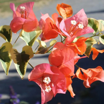 Bougainvillea Variegated with Orange Flowers Rare Flowering Live Plant