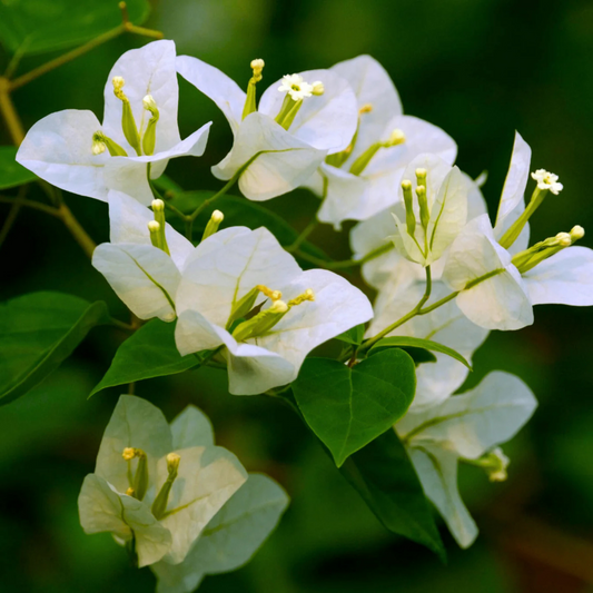 Bougainvillea White (Paper Flower) Flowering Live Plant