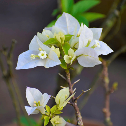 Bougainvillea White (Paper Flower) Flowering Live Plant
