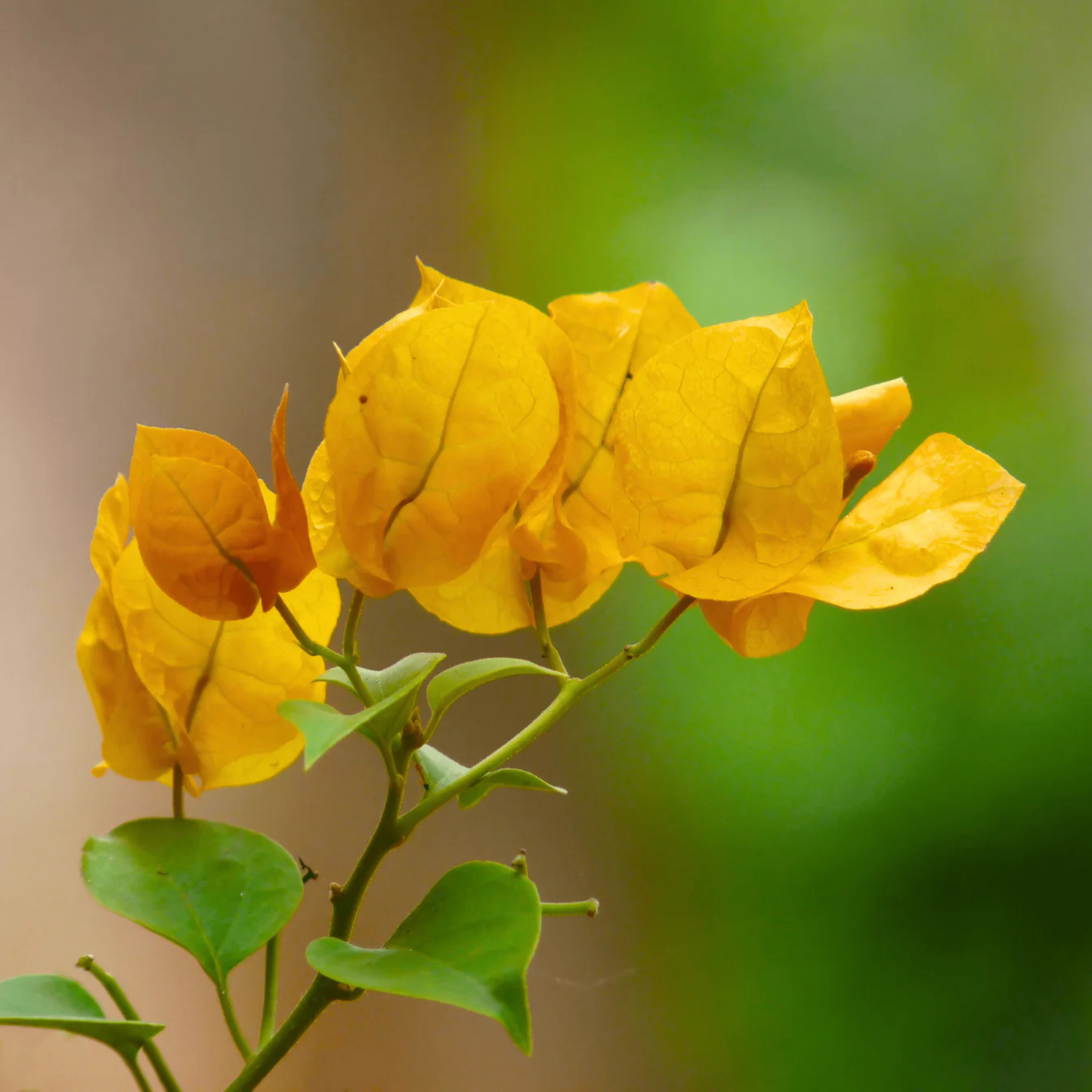 Bougainvillea Yellow (Paper Flower) Flowering Live Plant