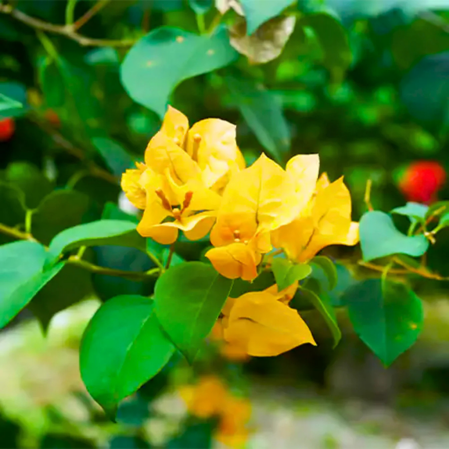 Bougainvillea Yellow (Paper Flower) Flowering Live Plant