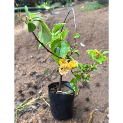 Bougainvillea Yellow (Paper Flower) Flowering Live Plant