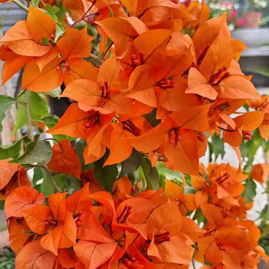 Bougainvillea (Fire Opal) Flowering Live Plant