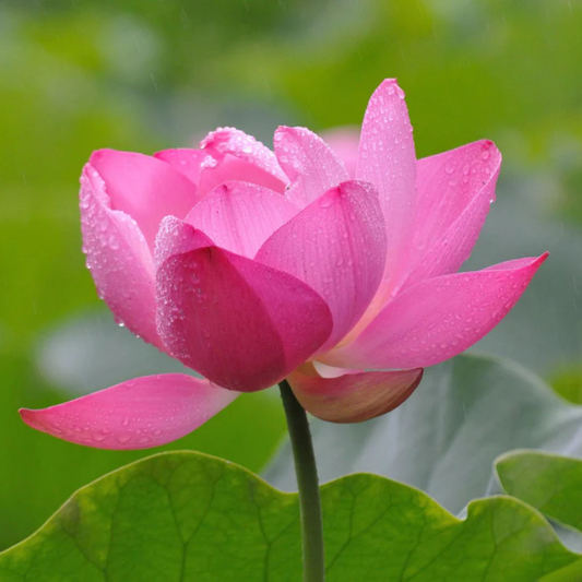 Bowl Lotus Pink Tuber