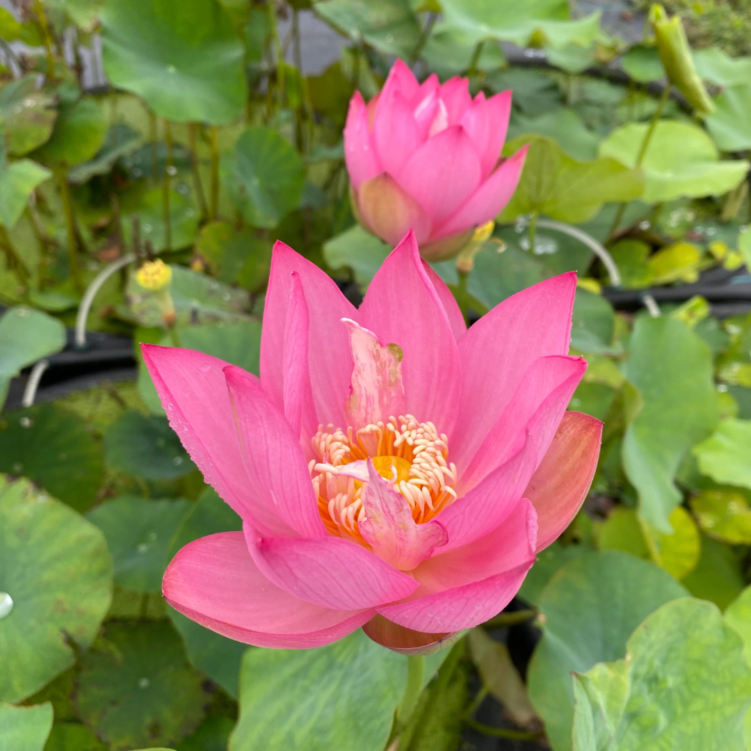 Bowl Lotus Pink Tuber