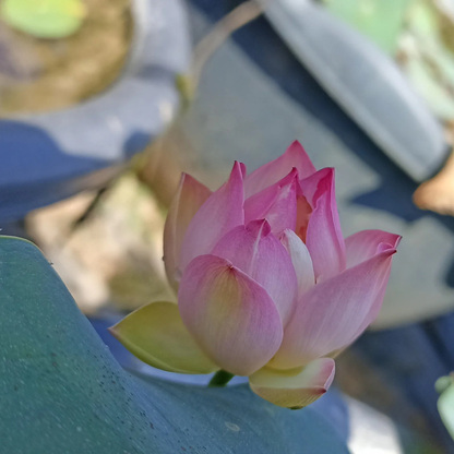 Bowl Lotus Pink Tuber