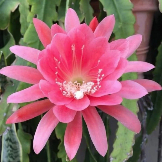 Brahma Kamal - Pink (Saussurea obvallata) Flowering Live Plant