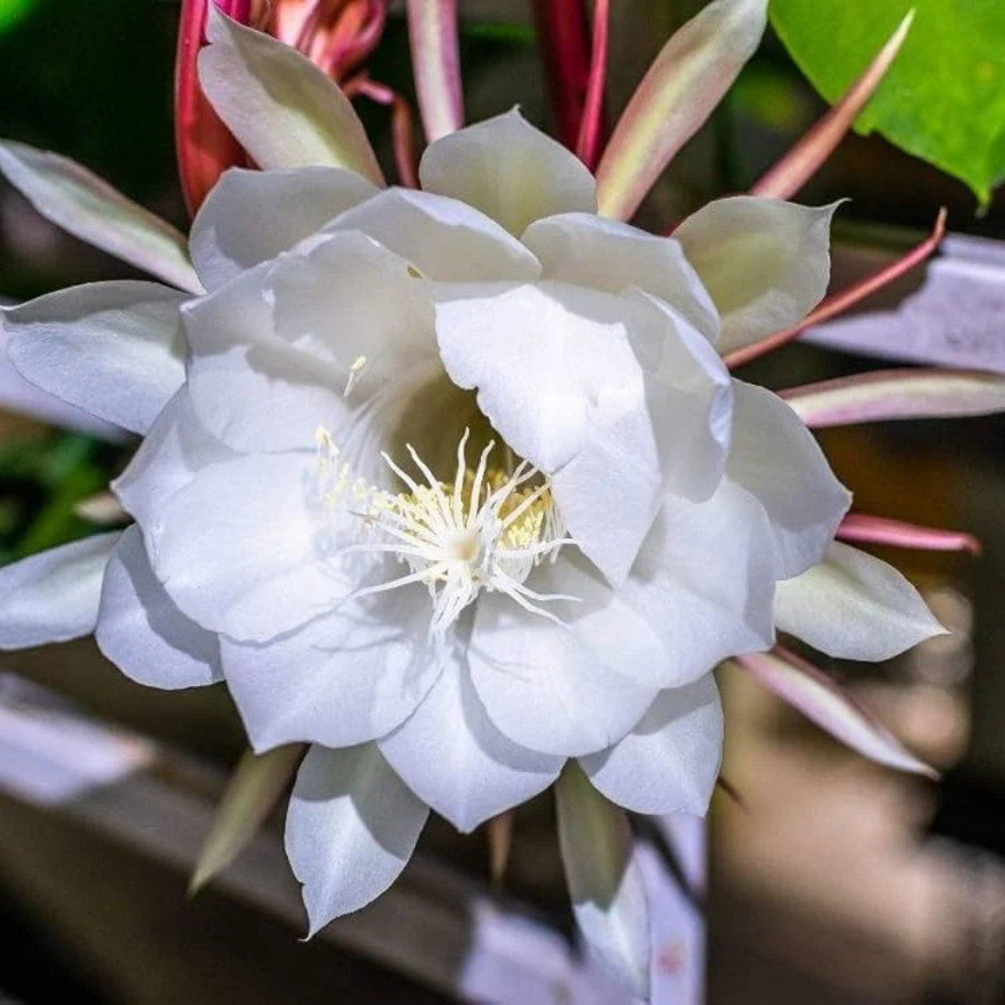 Brahma Kamal - White (Epiphyllum oxypetalum) Flowering Live Plant