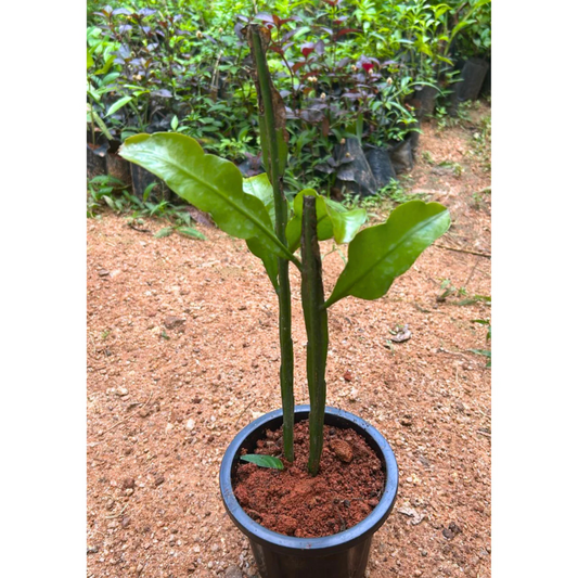 Brahma Kamal - White (Epiphyllum oxypetalum) Flowering Live Plant