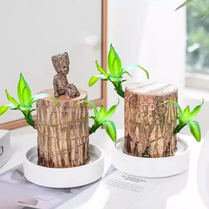 Brazilian Driftwood (Paubrasilia echinata / Caesalpinia echinata) Live Plant
