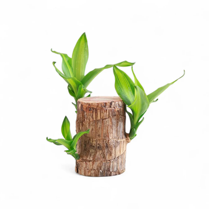 Brazilian Driftwood (Paubrasilia echinata / Caesalpinia echinata) Live Plant