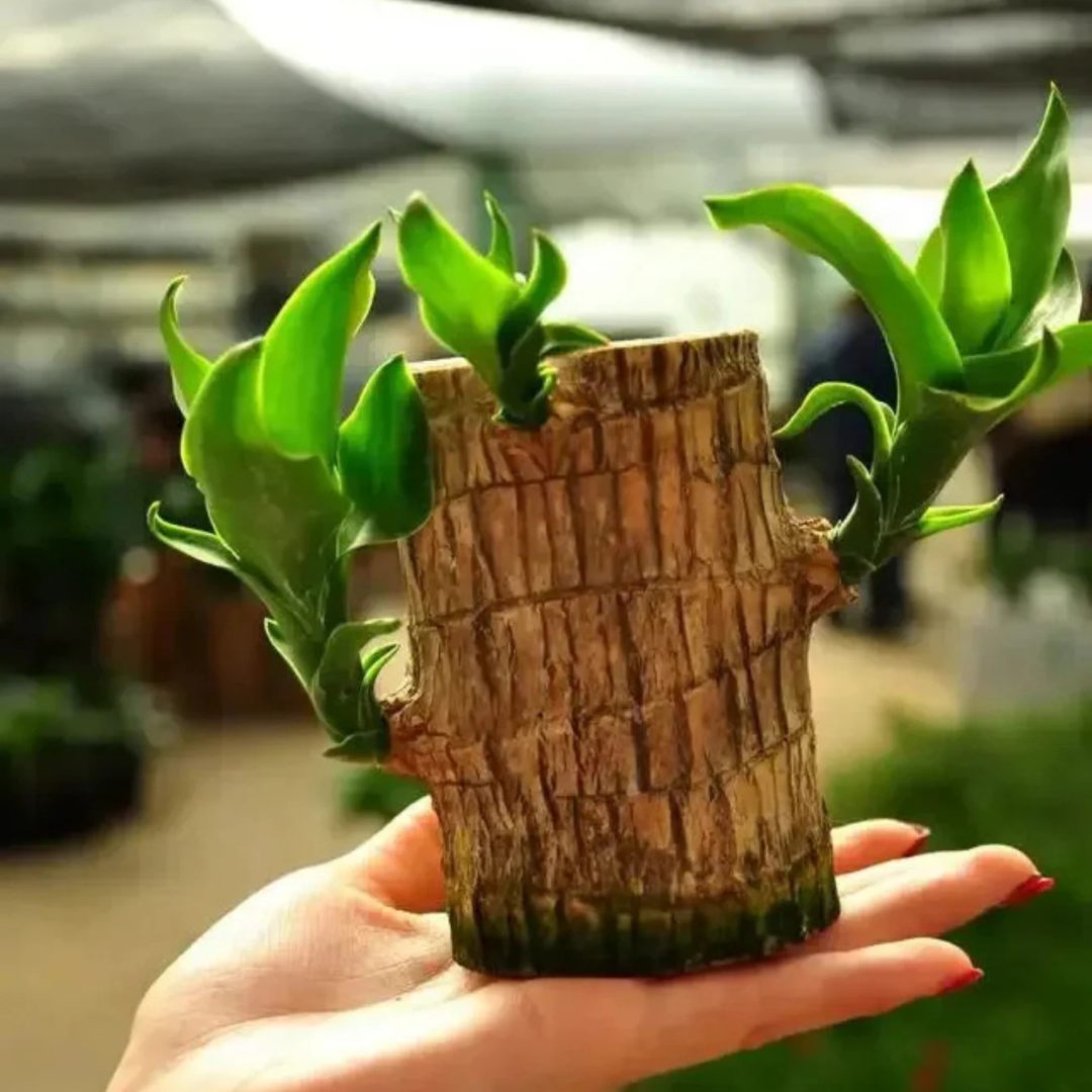 Brazilian Driftwood (Paubrasilia echinata / Caesalpinia echinata) Live Plant
