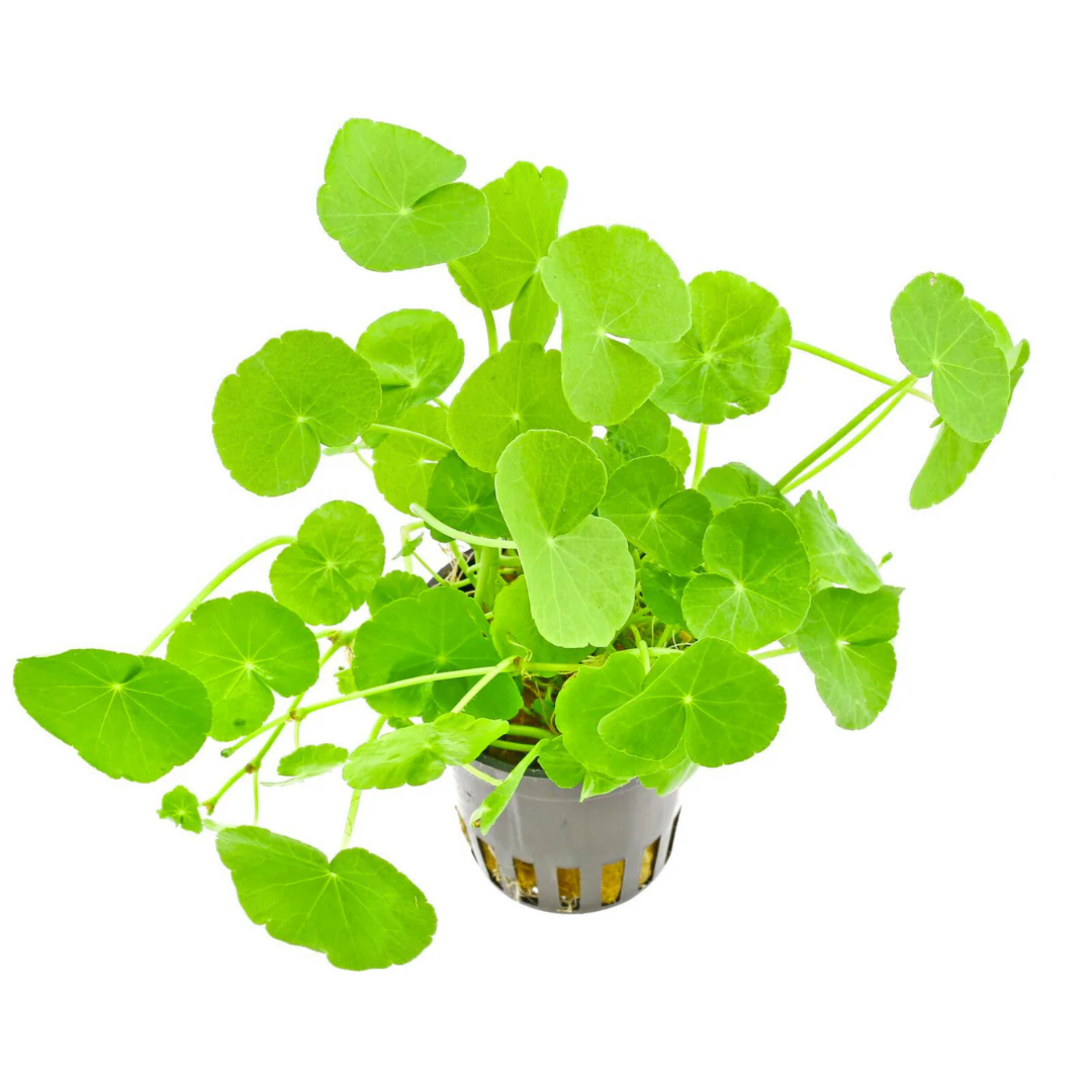Brazilian Pennywort (Hydrocotyle leucocephala) Aquarium Live Plant