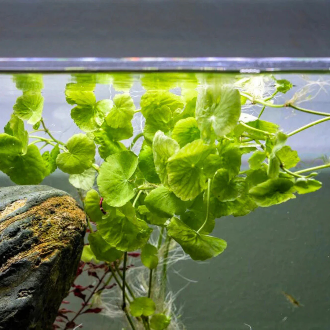Brazilian Pennywort (Hydrocotyle leucocephala) Aquarium Live Plant