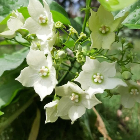 Bread Flower Vine (Vallaris glabra) All Time Fragrant Flowering Live Plant