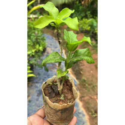 Bread Flower Vine (Vallaris glabra) All Time Fragrant Flowering Live Plant